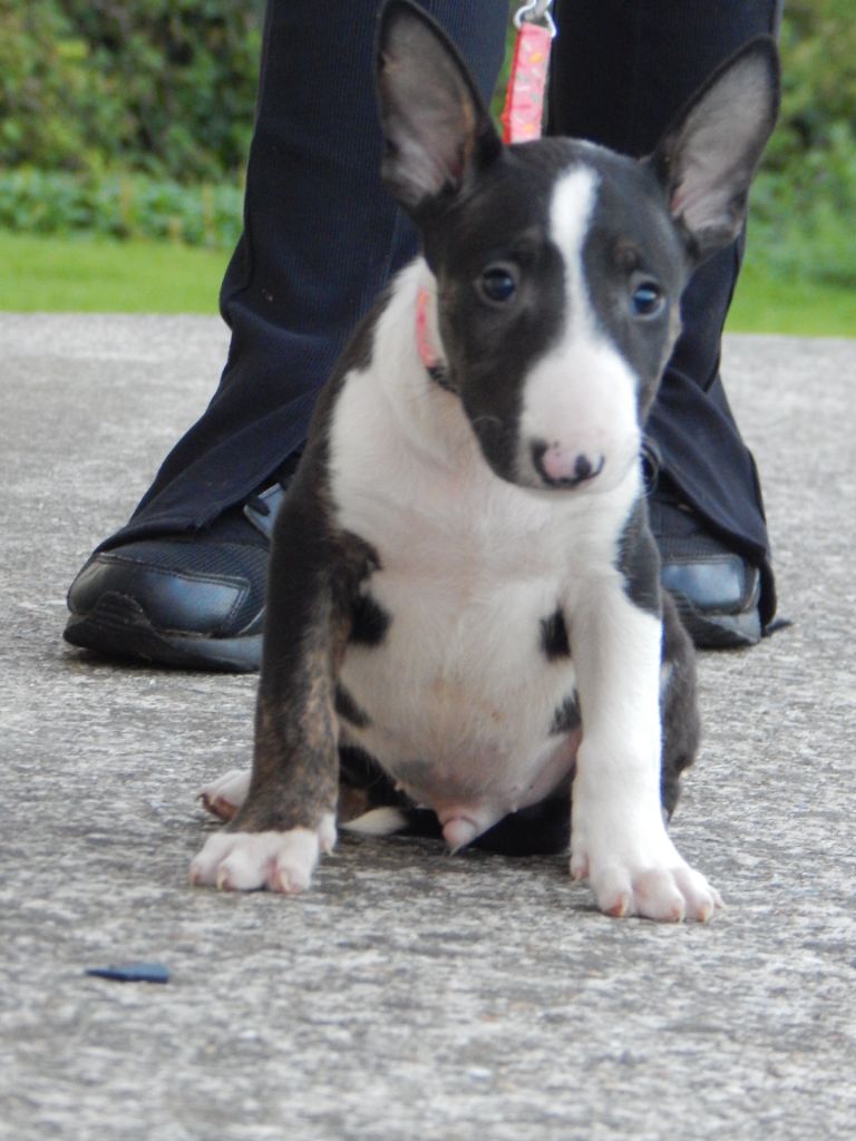 Powerful Heart - Chiot disponible  - Bull Terrier