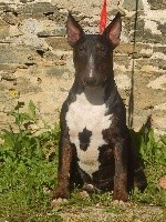 Powerful Heart - Bull Terrier - Portée née le 18/11/2017