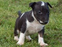 Powerful Heart - Bull Terrier - Portée née le 18/11/2017