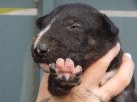 Powerful Heart - Bull Terrier - Portée née le 23/02/2021