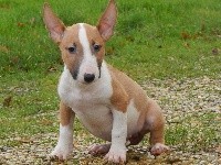 Powerful Heart - Bull Terrier - Portée née le 04/10/2019