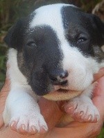 Powerful Heart - Bull Terrier - Portée née le 20/07/2020