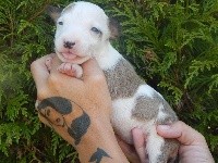 Powerful Heart - Bull Terrier - Portée née le 20/07/2020