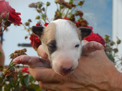 Powerful Heart - Bull Terrier - Portée née le 27/08/2022