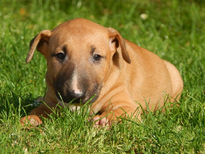 Powerful Heart - Bull Terrier - Portée née le 06/07/2023