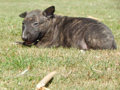 Powerful Heart - Bull Terrier - Portée née le 28/05/2022