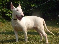 Powerful Heart - Bull Terrier - Portée née le 14/03/2018