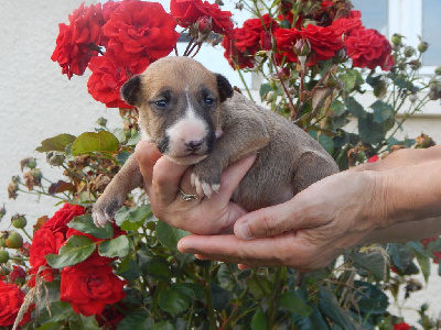Powerful Heart - Bull Terrier - Portée née le 27/08/2022