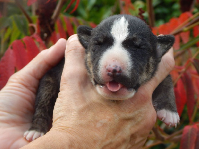 Powerful Heart - Bull Terrier - Portée née le 19/10/2022