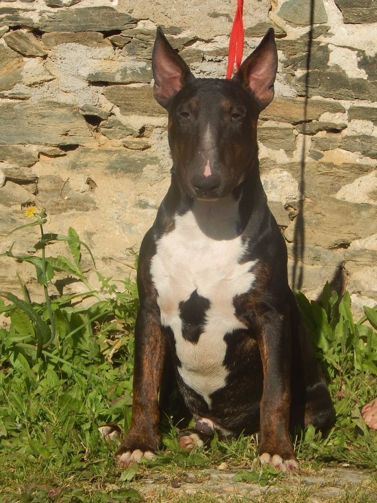 Powerful Heart - Bull Terrier - Portée née le 18/11/2017