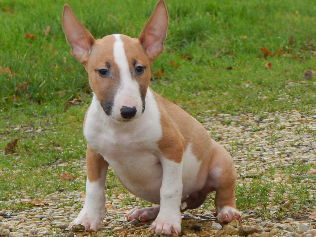 Powerful Heart - Bull Terrier - Portée née le 04/10/2019