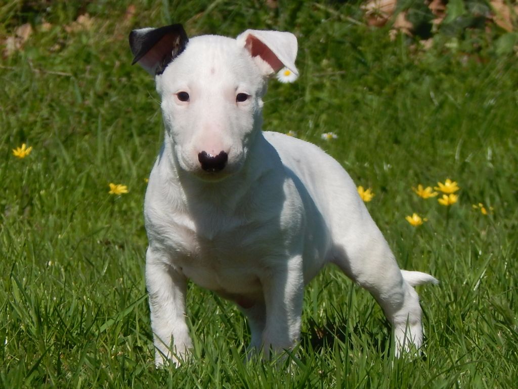 Powerful Heart - Bull Terrier - Portée née le 31/01/2019