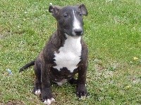 CHIOT