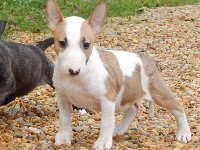 CHIOT