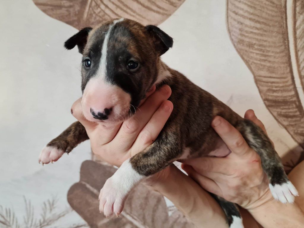 Powerful Heart - Bull Terrier - Portée née le 18/01/2023