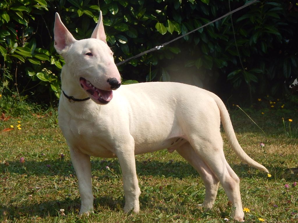 Powerful Heart - Bull Terrier - Portée née le 14/03/2018