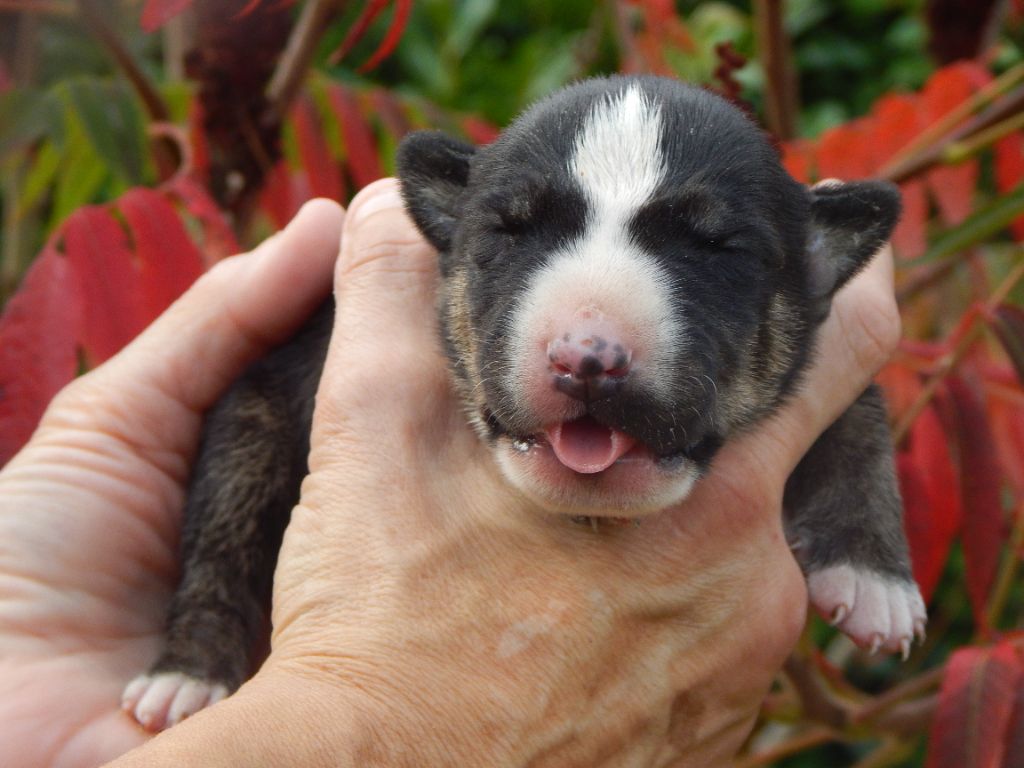 Powerful Heart - Bull Terrier - Portée née le 19/10/2022