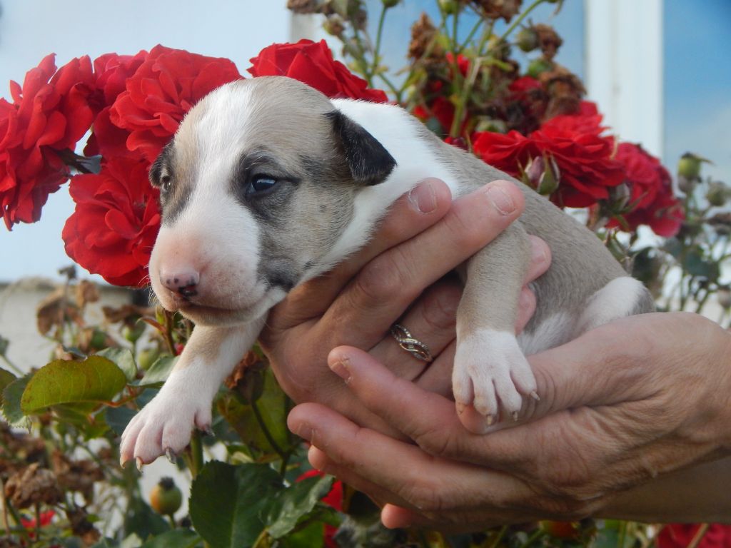 Powerful Heart - Bull Terrier - Portée née le 27/08/2022